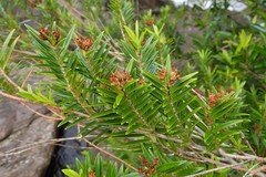 Metrosideros operculata