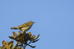 Phylloscopus pulcher