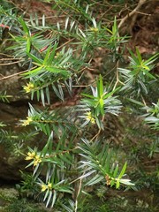 Metrosideros operculata