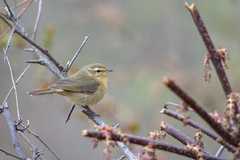 Phylloscopus subaffinis