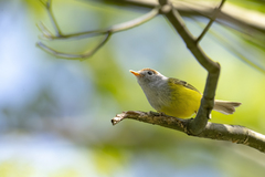 Phylloscopus castaniceps