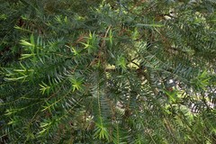 Metrosideros operculata