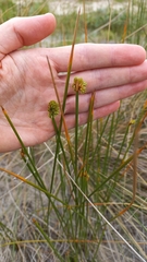 Androtrichum trigynum