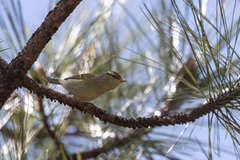 Phylloscopus claudiae