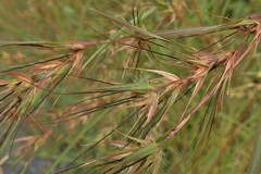 Themeda