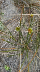 Androtrichum trigynum