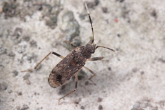 Elasmolomus squalidus