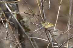 Phylloscopus forresti