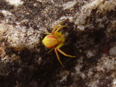 Misumenops rubrodecoratus