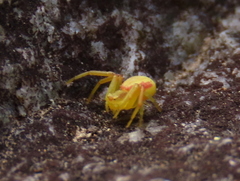 Misumenops rubrodecoratus