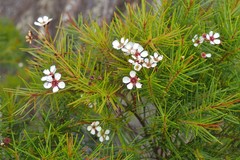 Sannantha pinifolia