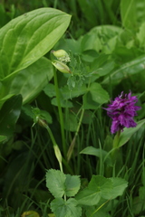 Heracleum apiifolium