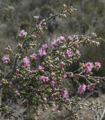 Kunzea preissiana