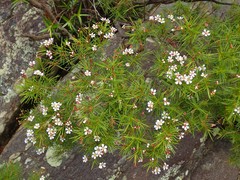 Sannantha pinifolia