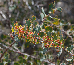 Hakea pritzelii
