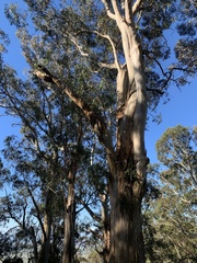 Eucalyptus globulus pseudoglobulus