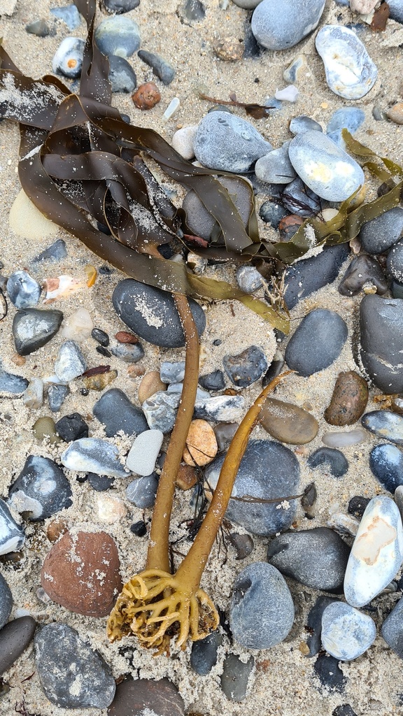 Photo of Cuvie (Laminaria hyperborea)