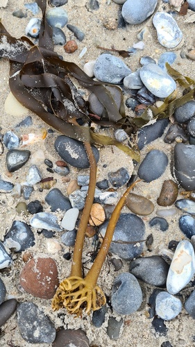 Photo of Cuvie (Laminaria hyperborea)