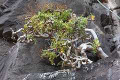 Sonchus laceratus