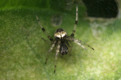 Araneae