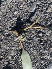 Eucalyptus globulus pseudoglobulus