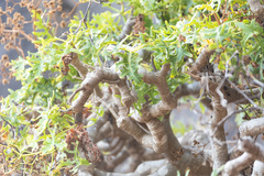 Sonchus laceratus