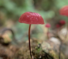 Marasmius haematocephalus