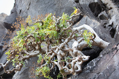 Sonchus laceratus