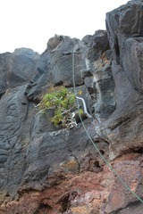 Sonchus laceratus