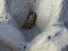 Agrochola blidaensis