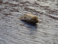 Agrochola blidaensis