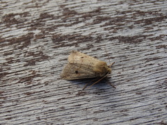 Agrochola blidaensis