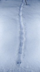 Mustela putorius