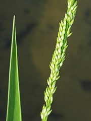 Panicum hemitomon