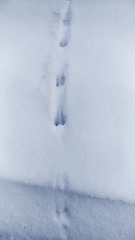 Mustela putorius