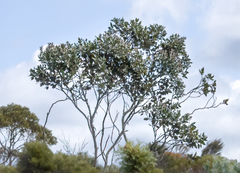 Eucalyptus pleurocarpa