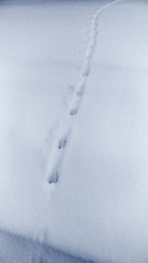 Mustela putorius