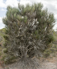 Allocasuarina trichodon