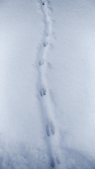 Mustela putorius