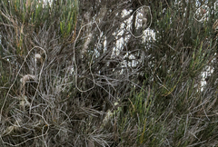 Allocasuarina trichodon