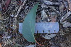 Eucalyptus arenacea