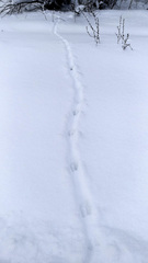 Mustela putorius