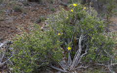 Hibbertia gracilipes