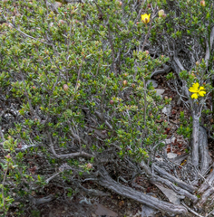 Hibbertia gracilipes