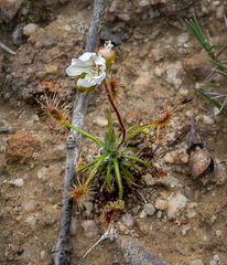 Drosera scorpioides