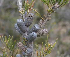 Allocasuarina humilis