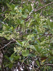 Alstonia costata