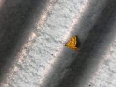 Portentomorpha xanthialis