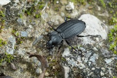 Licinus