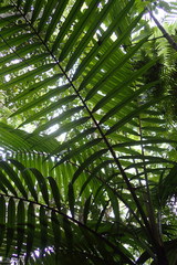 Burretiokentia